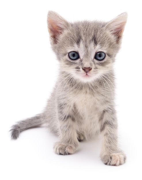 Petit chaton gris isolé sur fond blanc