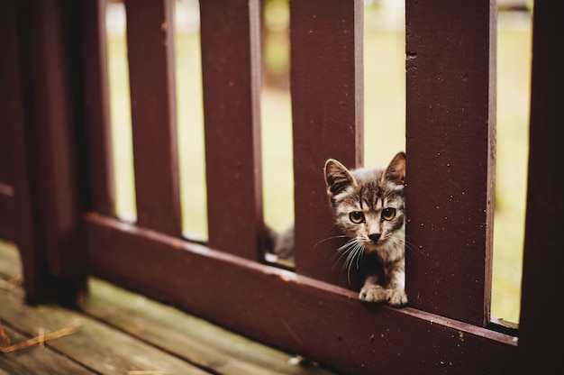 petit chaton gris jouant dans la cour