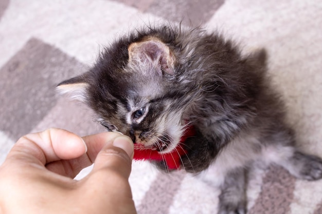 Petit chaton gris jouant avec une souris jouet