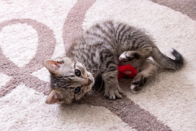 Petit chaton gris jouant avec une souris jouet