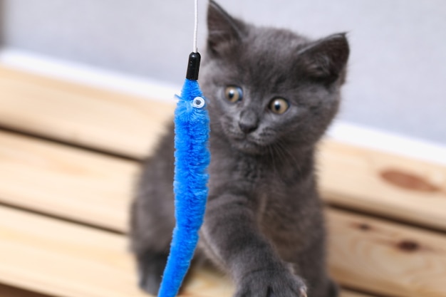 Un petit chaton gris joue avec un jouet sur une canne à pêche.