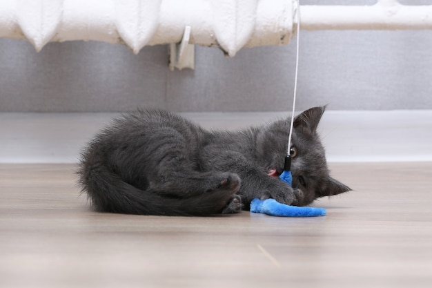 Un petit chaton gris joue avec un jouet sur une canne à pêche.