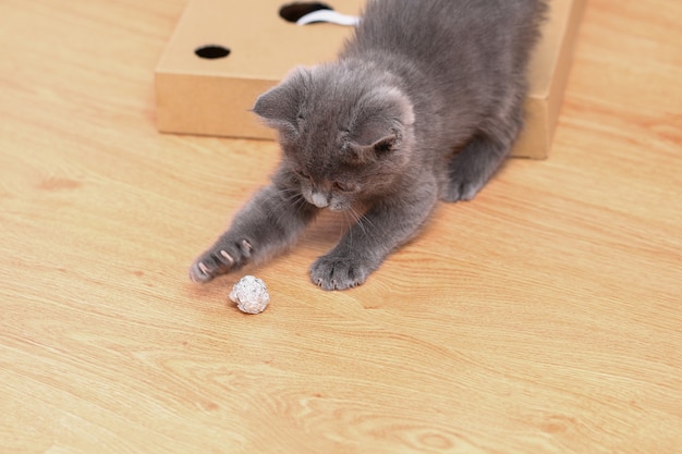 Un petit chaton gris joue avec des jouets pour chat en aluminium et en balle