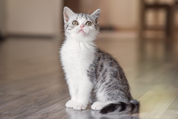 Petit chaton gris mignon dans la maison confortable