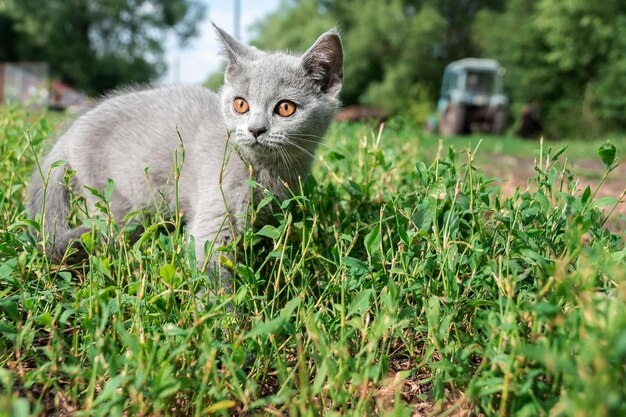 Petit chaton gris moelleux mignon à l'extérieur chaton premiers pasx9