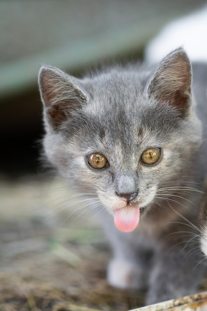 Petit chaton gris moelleux mignon à l'extérieur chaton premiers pasx9