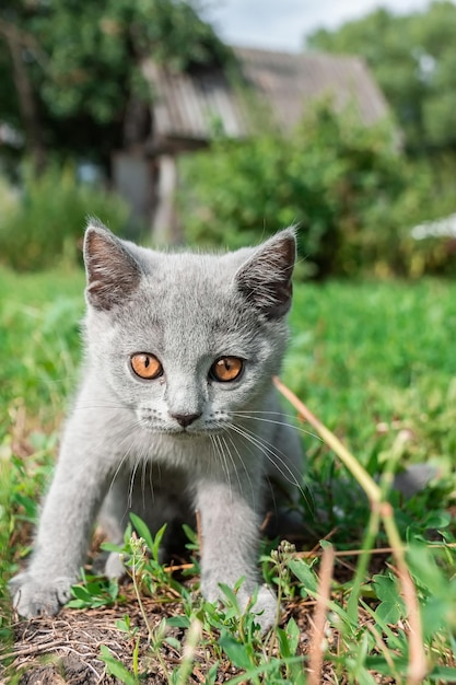 Petit chaton gris moelleux mignon à l'extérieur chaton premiers pasx9