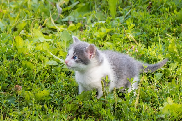 Petit chaton gris pelucheux mignon dans l'herbe verte un jour d'été. Portrait d'un chaton dans la nature.