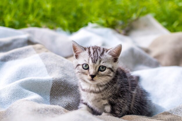 Petit chaton gris sur un plaid dans un parc sur l'herbe verte.