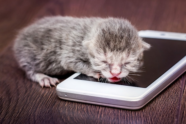 Petit Chaton Gris Près De La Téléphonie Mobile. Le Petit Bébé Appelle Sa Maman. Appel à Maman_