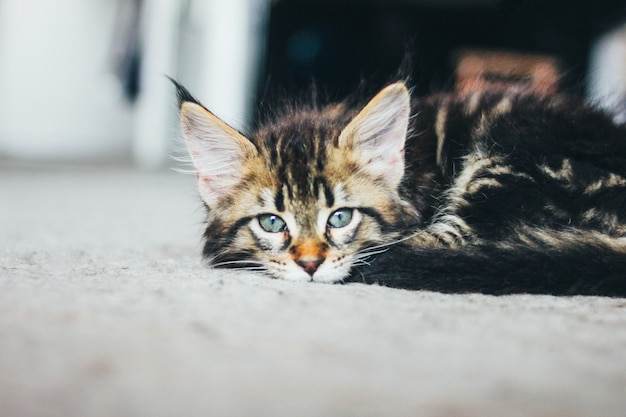 Petit chaton gris rayé gisant sur le sol et regardant la caméra