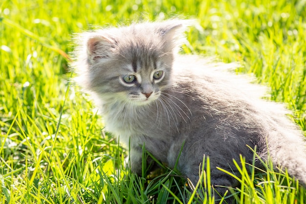 Le petit chaton gris s'assied sur l'herbe et regarde en arrière