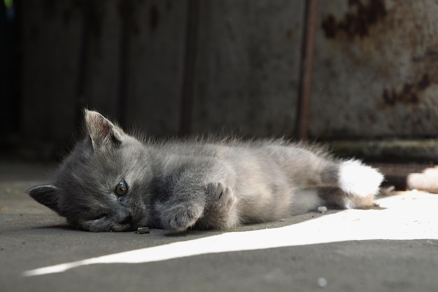 Un petit chaton gris se trouve dans la cour au soleil