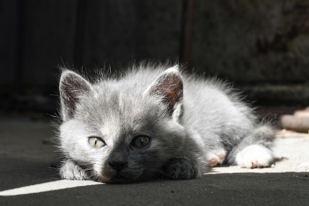 Un petit chaton gris se trouve dans la cour au soleil