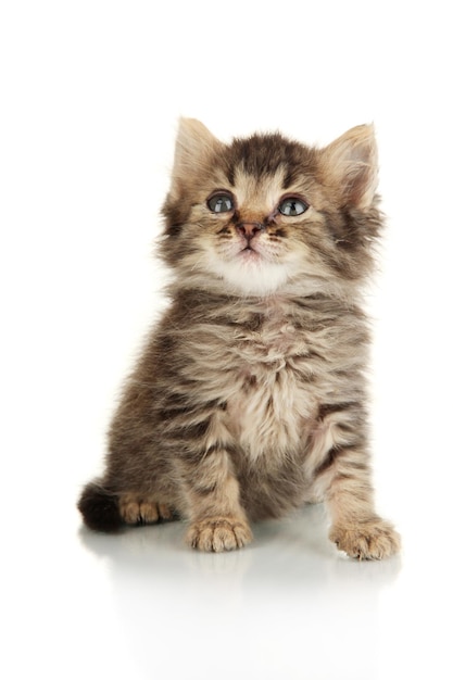 Petit chaton isolé sur blanc