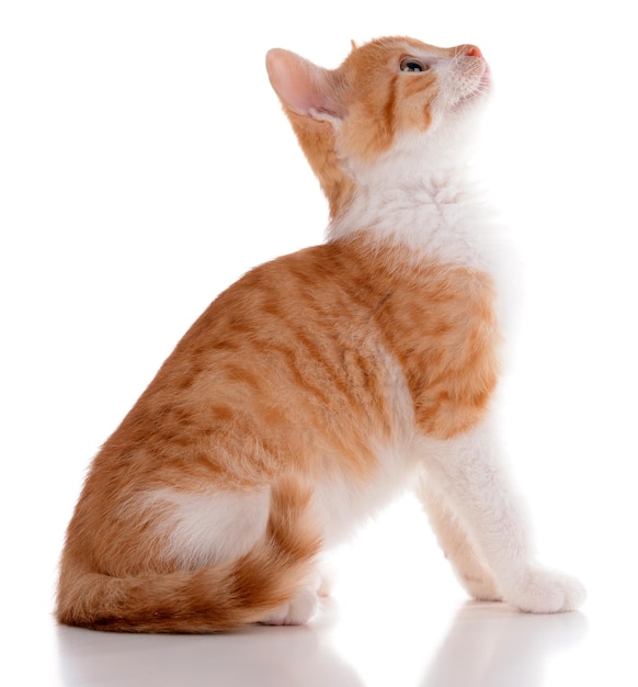 Petit chaton isolé sur blanc