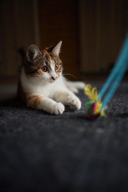 Petit chaton jouant avec un jouet sur une corde