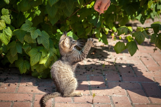 Petit chaton jouant avec une plume dans la cour