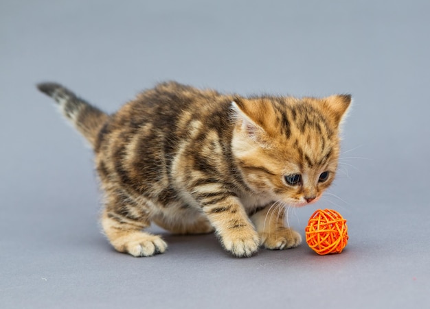 Petit chaton joue avec des balles