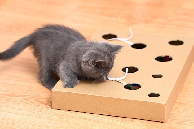 Un petit chaton joue avec une boîte en carton interactive faite à la main avec des trous avec des jouets pour chat à l'intérieur