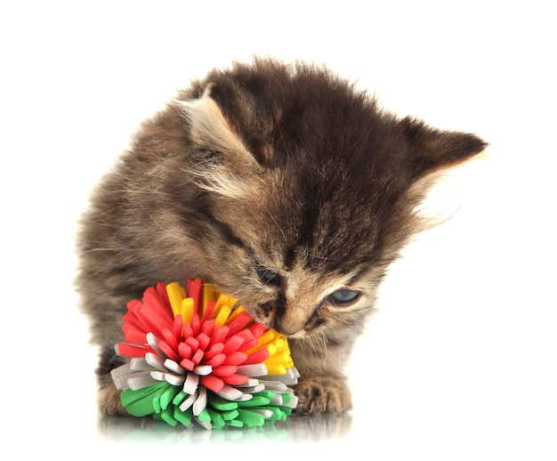 Petit chaton jouer avec jouet isolé sur blanc