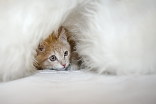 Un petit chaton lâche se cache dans un abri de fourrure blanche