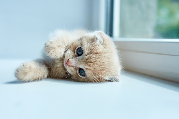 Petit chaton ludique britannique à la maison près de la fenêtre