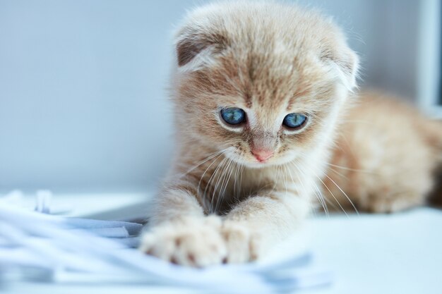 petit chaton ludique à la maison près de la fenêtre.