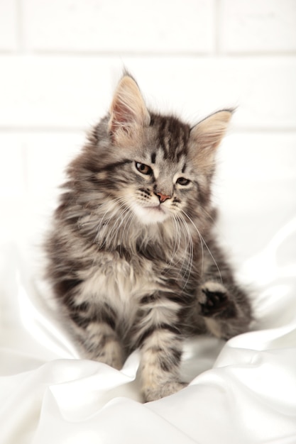 Petit chaton maine coon gris posant sur fond clair. Vue de dessus