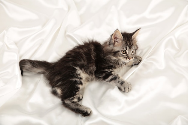 Petit chaton maine coon gris posant sur fond clair. Vue de dessus