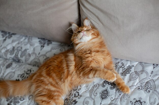 Petit chaton Maine Coon jouant sur un canapé