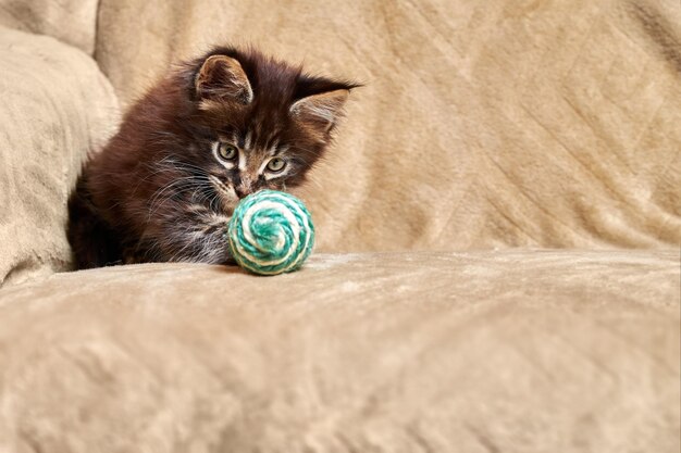 Petit chaton Maine Coon joue avec le ballon. Copiez l'espace.