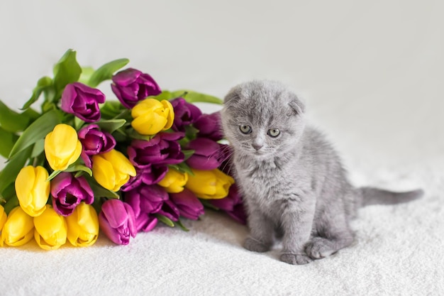 Petit chaton Maine Coon rouge jouant avec la fleur dans la chambre