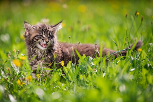 Un petit chaton Maine Coon tigré gris enjoué et moelleux marche sur l'herbe verte.