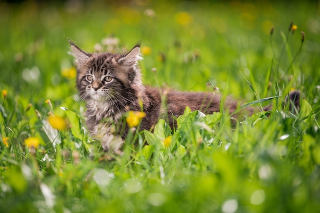 Un petit chaton Maine Coon tigré gris enjoué et moelleux marche sur l'herbe verte.