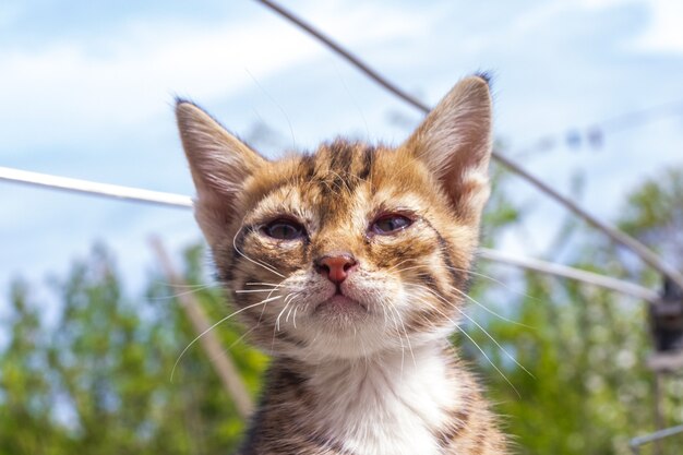 Un petit chaton malade assis sur la route. Un petit chaton sans abri est affamé et malade abandonné seul dans la rue.