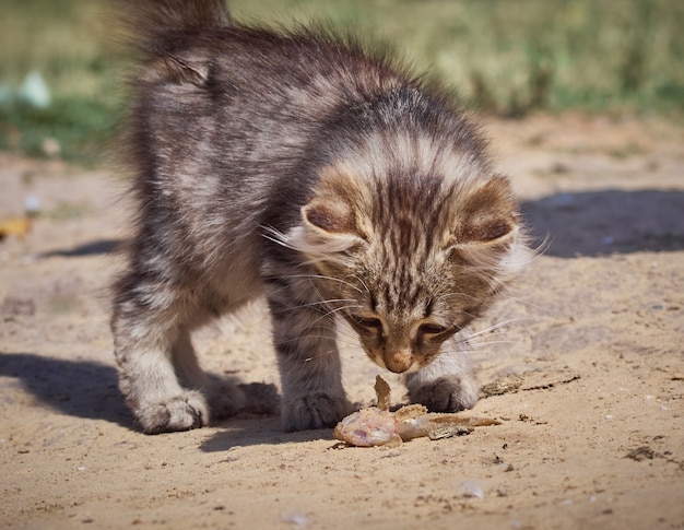 Petit chaton mange un poisson.