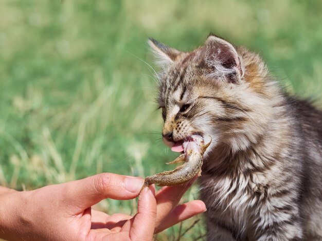 Petit chaton mange un poisson.