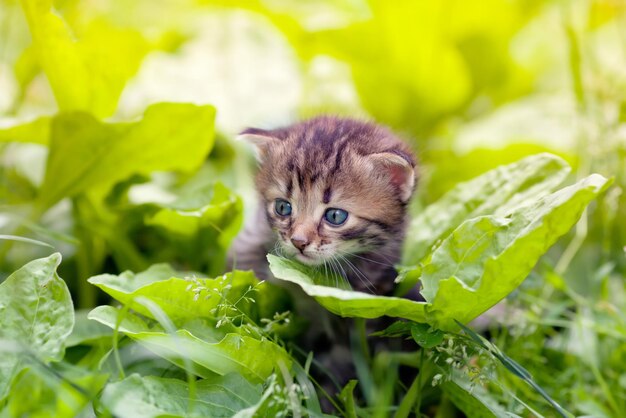 Petit chaton marchant sur le plantain