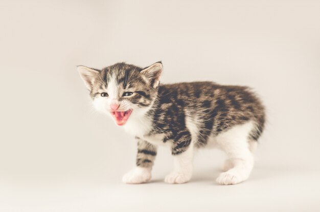 Petit chaton marron rayé. Espace de copie pour votre texte