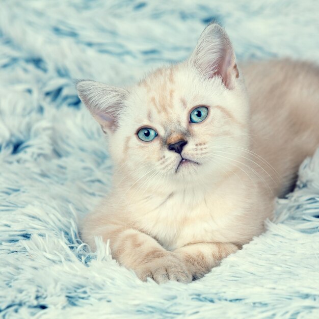 Petit chaton mignon allongé sur la couverture bleue moelleuse et douce