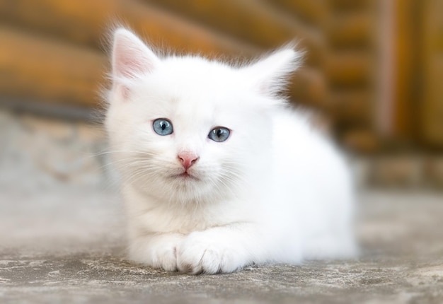 Le petit chaton mignon blanc se couche et regarde sérieusement l'appareil-photo