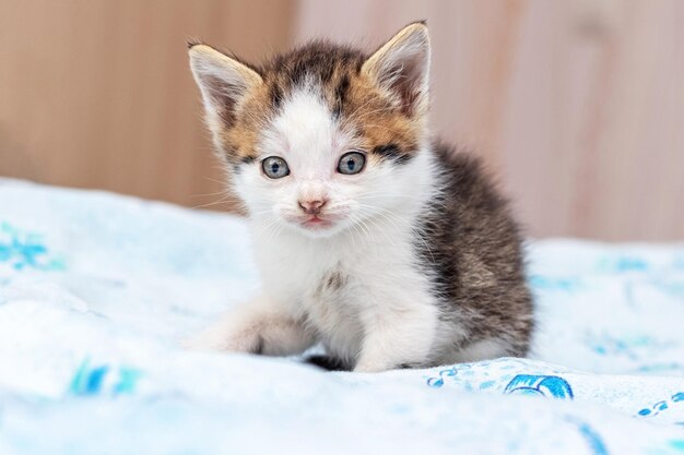 Un petit chaton mignon est assis dans les chambres sur le lit