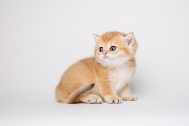 Petit chaton mignon Golden chinchilla britannique isolé sur fond blanc