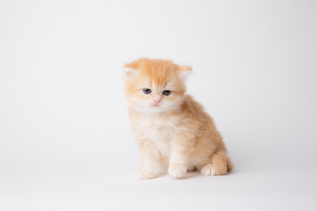 Petit chaton mignon Golden chinchilla britannique isolé sur fond blanc