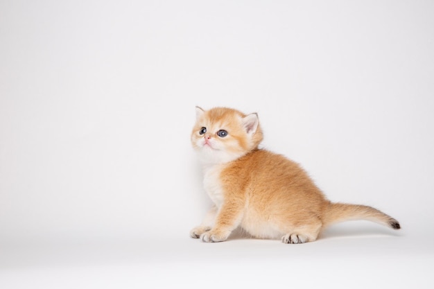 Petit chaton mignon Golden chinchilla britannique isolé sur fond blanc