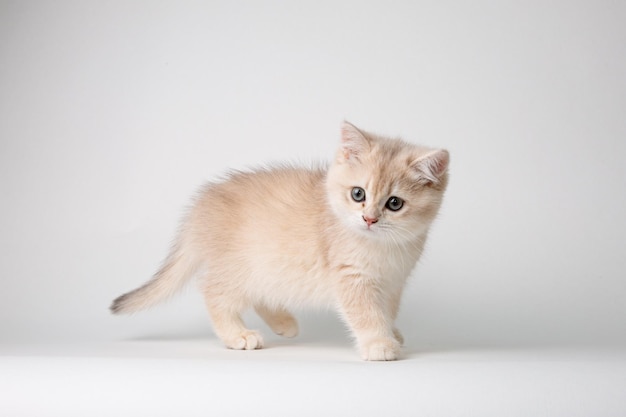 Petit chaton mignon Golden chinchilla britannique isolé sur fond blanc