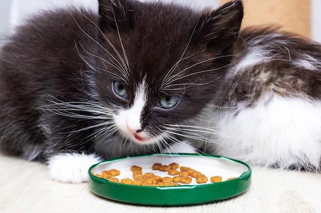 Le petit chaton mignon mange de la nourriture d'une cuvette