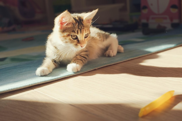 Le petit chaton mignon se trouve sur le plancher et joue