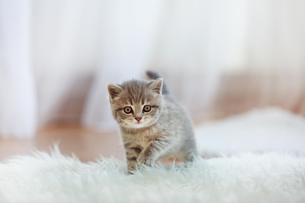 Petit chaton mignon sur tapis